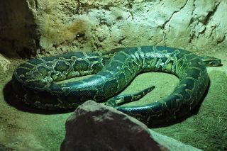 GC-Crocodilo Park 2020-014.JPG